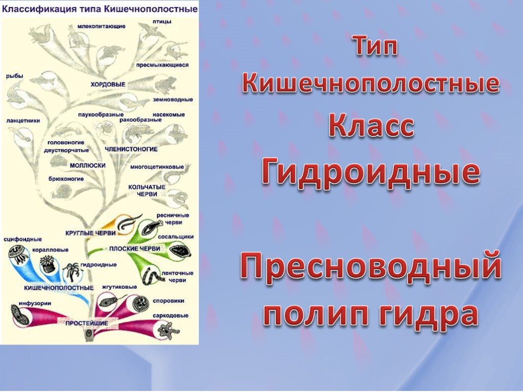 Короткая ссылка на кракен